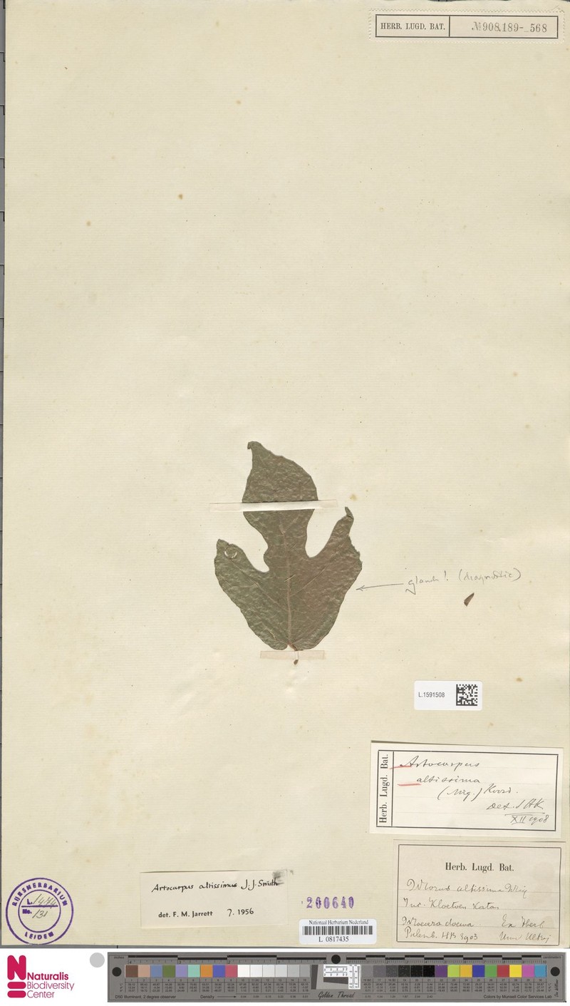 Artocarpus altissimus photo 6