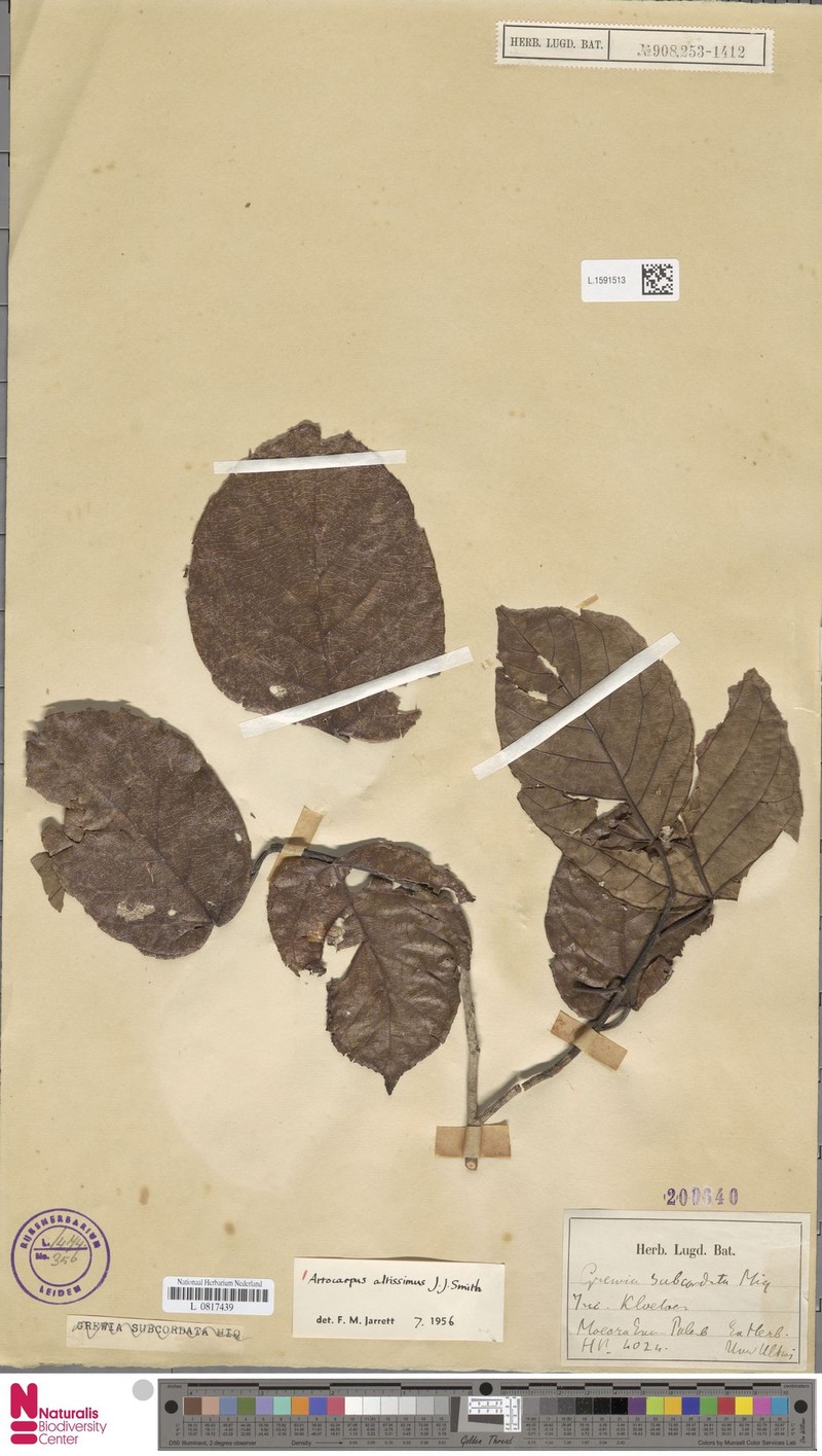 Artocarpus altissimus photo 7