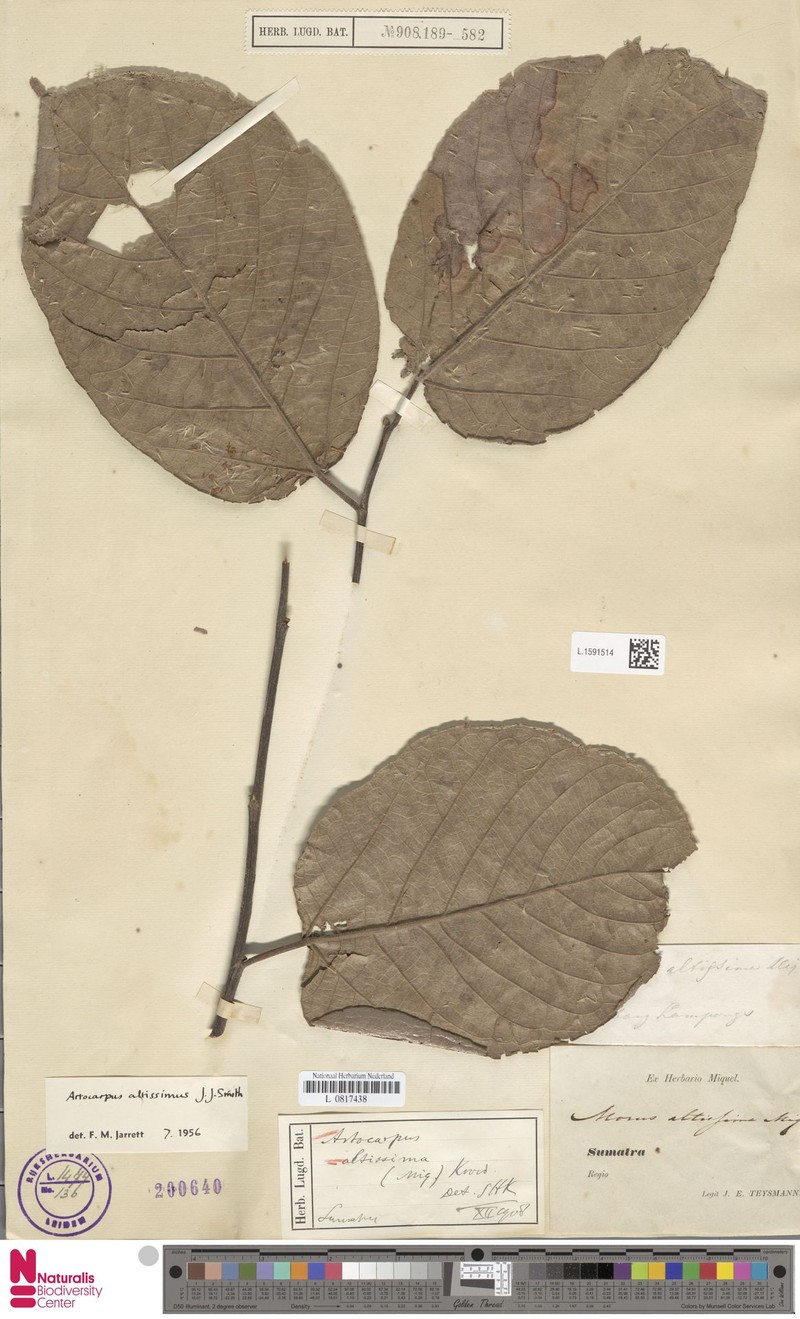 Artocarpus altissimus photo 8