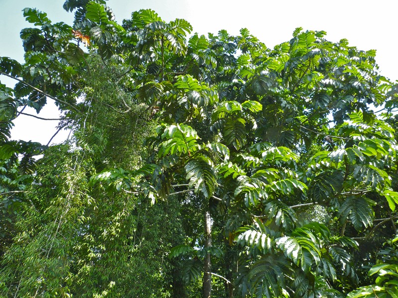 Artocarpus anisophyllus