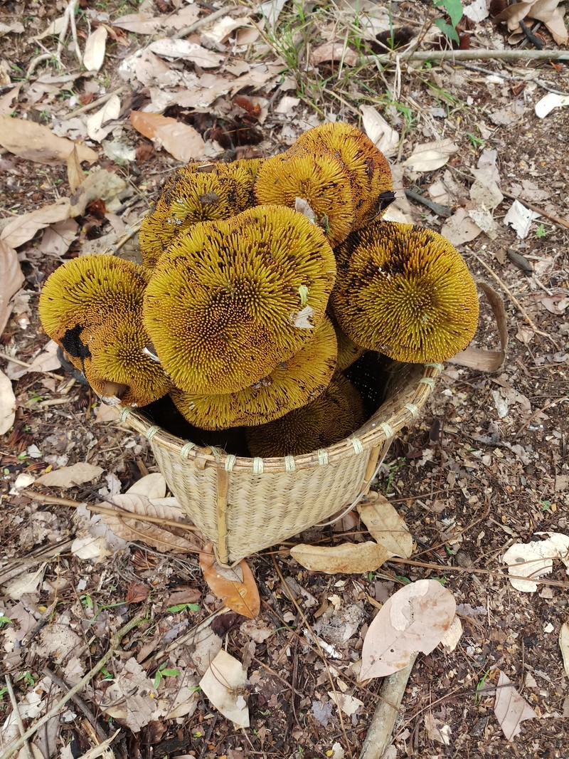 Artocarpus anisophyllus photo 2