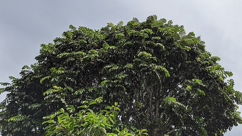 Artocarpus anisophyllus photo 3