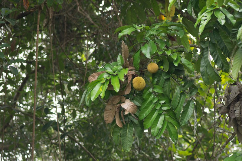 Artocarpus anisophyllus photo 4