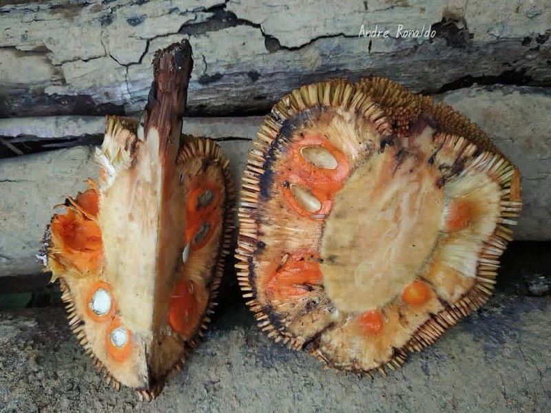 Artocarpus anisophyllus photo 5