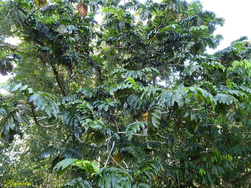 Artocarpus anisophyllus photo 6