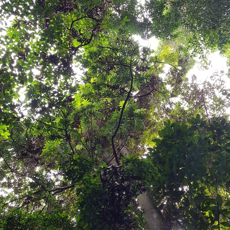 Artocarpus anisophyllus photo 7