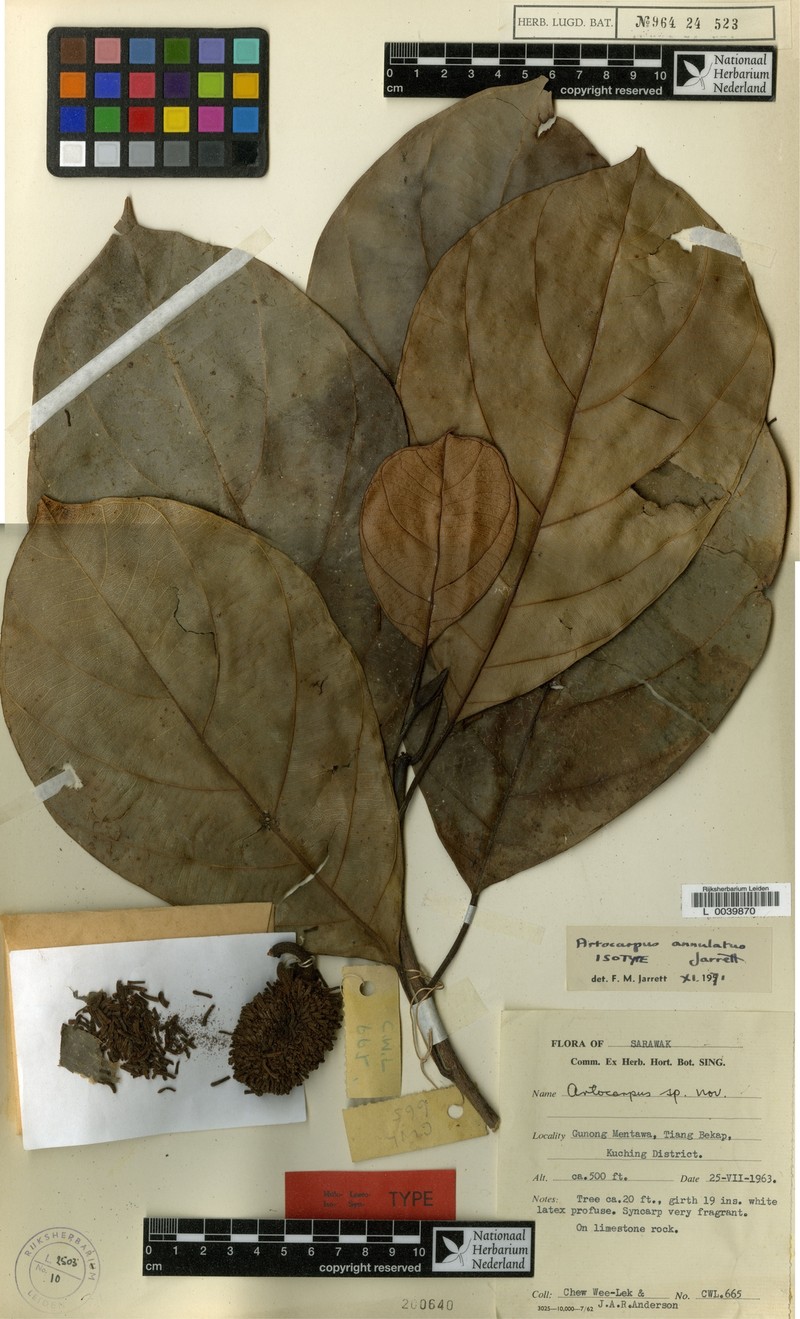 Artocarpus annulatus