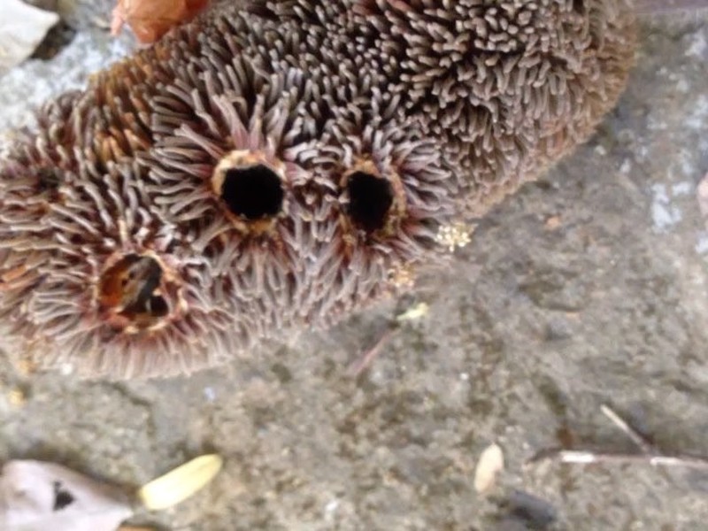 Artocarpus blancoi
