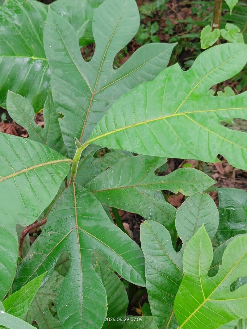 Artocarpus blancoi photo 2