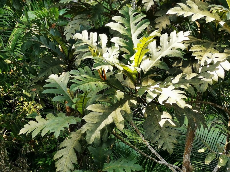 Artocarpus blancoi photo 3