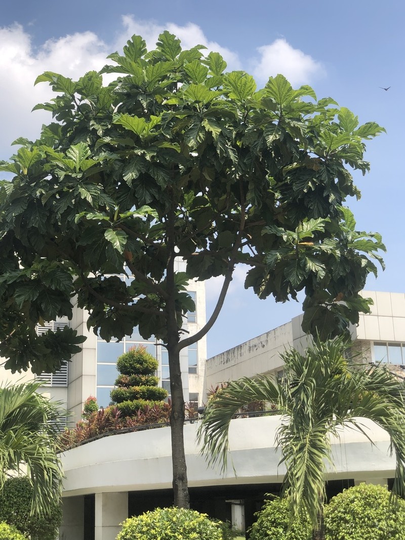 Artocarpus blancoi photo 4