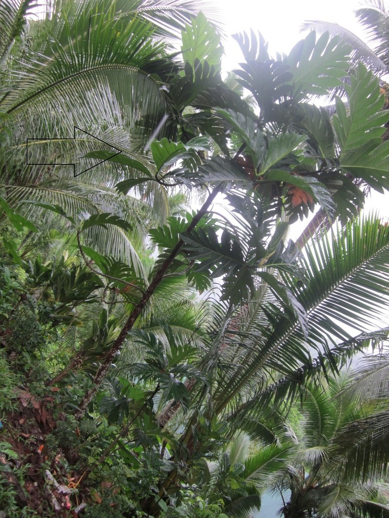 Artocarpus blancoi photo 5