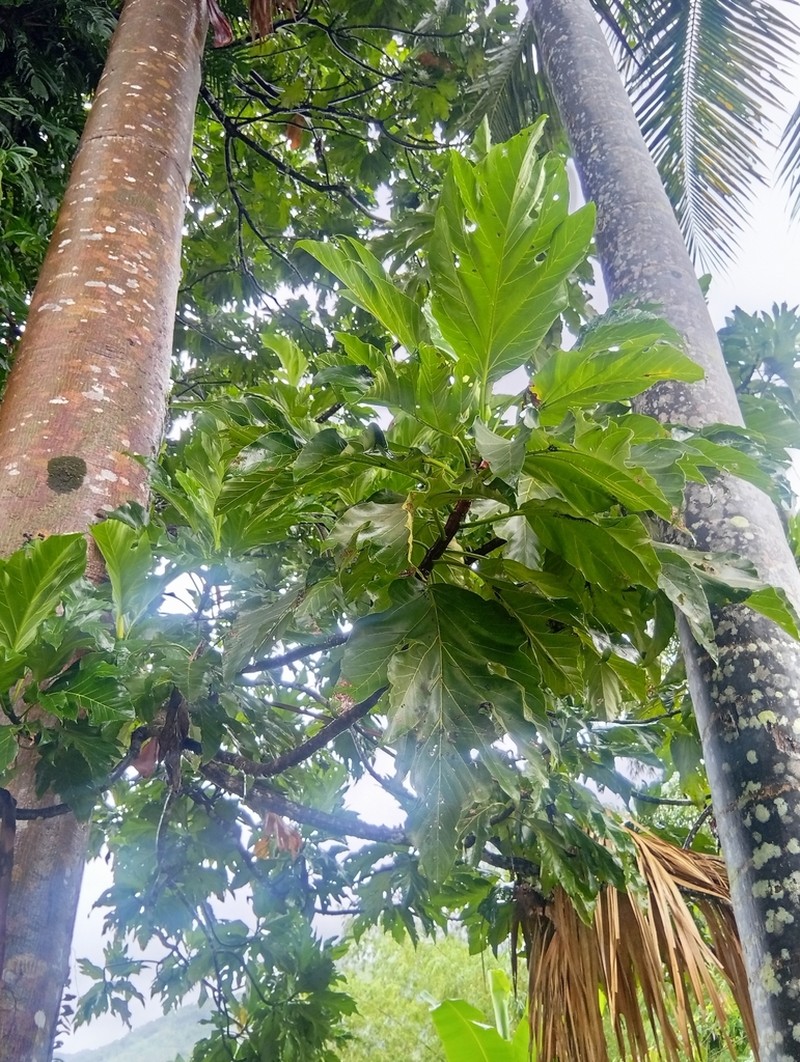 Artocarpus blancoi photo 6