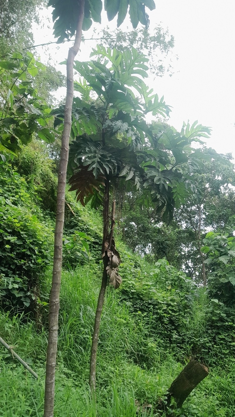Artocarpus blancoi photo 7