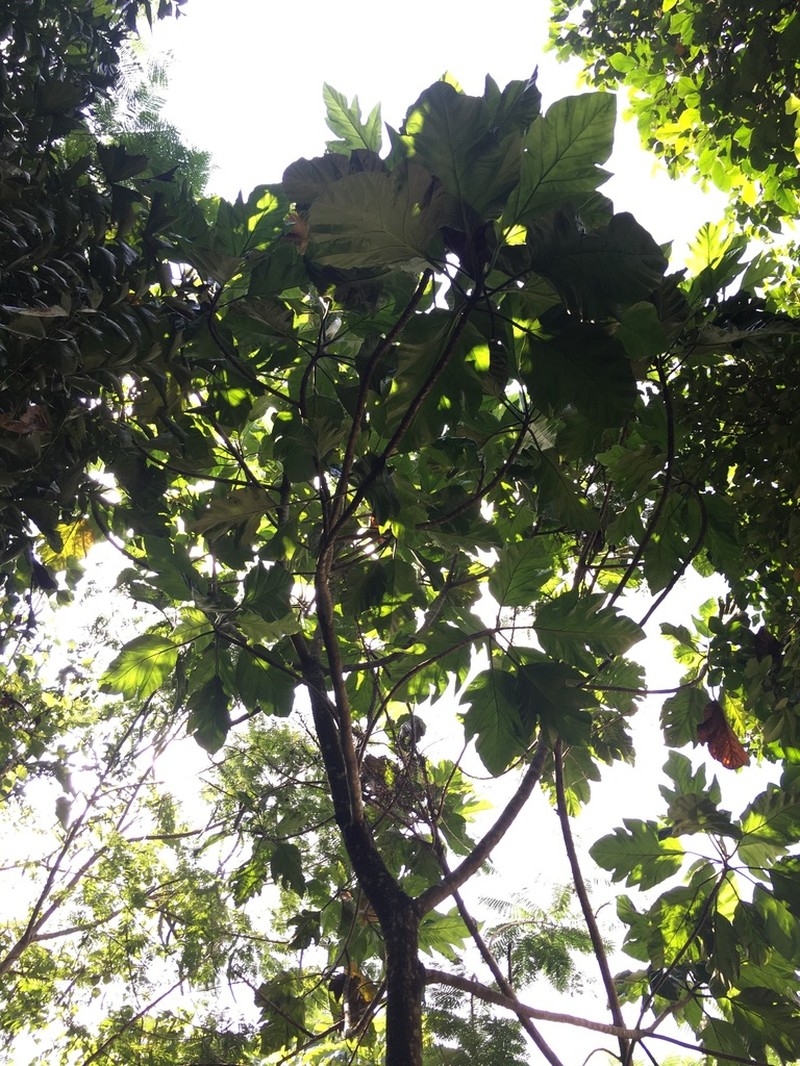 Artocarpus blancoi photo 8