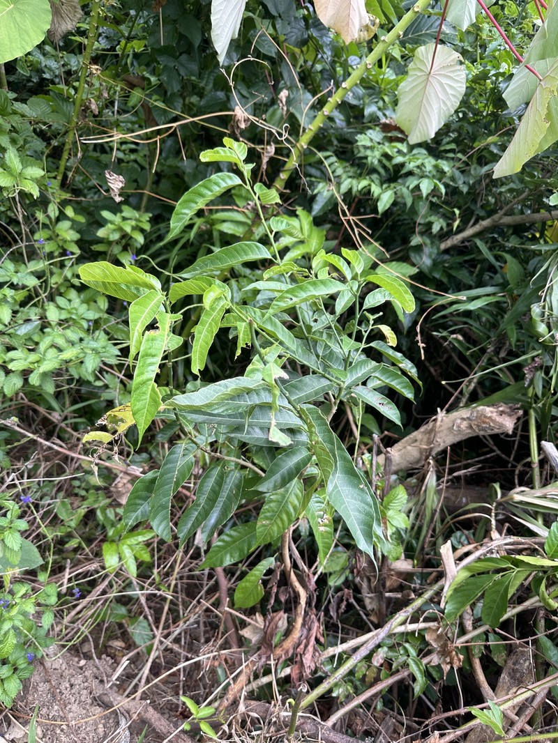 Artocarpus borneensis photo 2