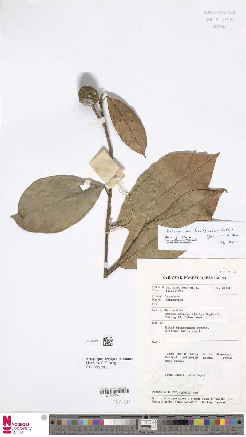 Artocarpus brevipedunculatus