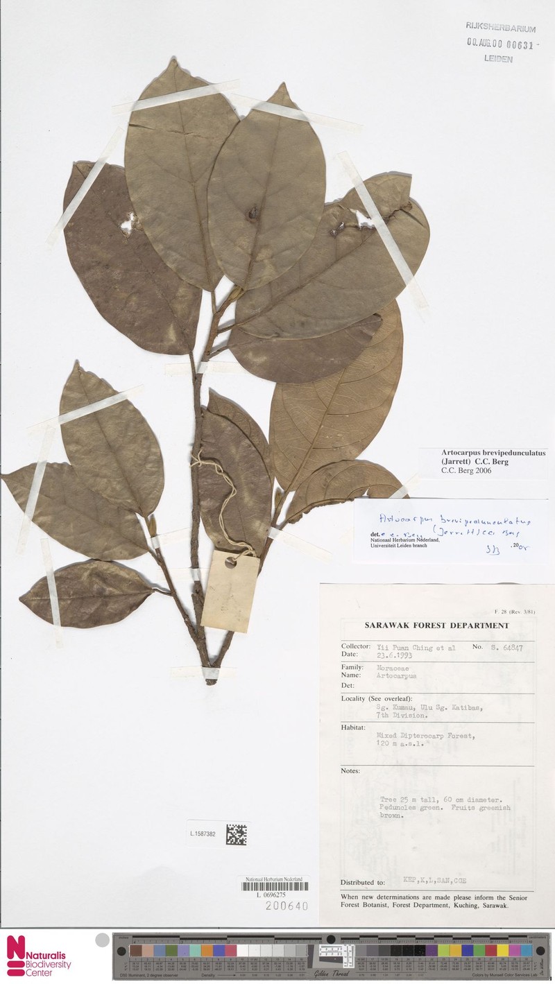 Artocarpus brevipedunculatus photo 2
