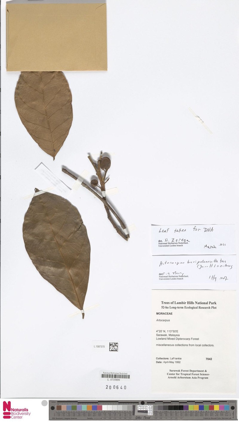 Artocarpus brevipedunculatus photo 3