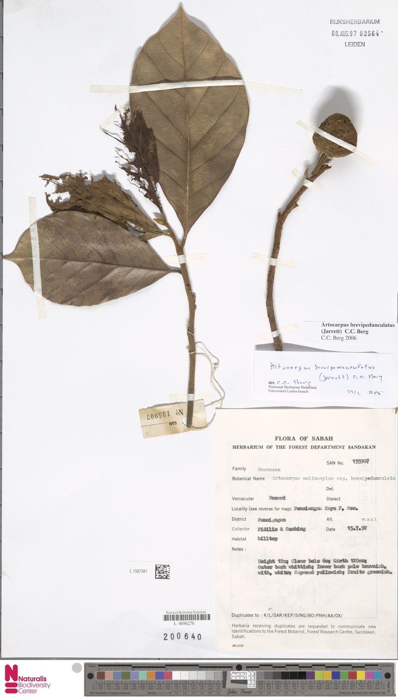 Artocarpus brevipedunculatus photo 4