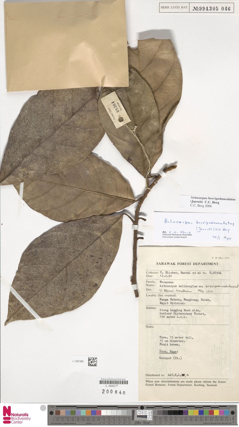 Artocarpus brevipedunculatus photo 5