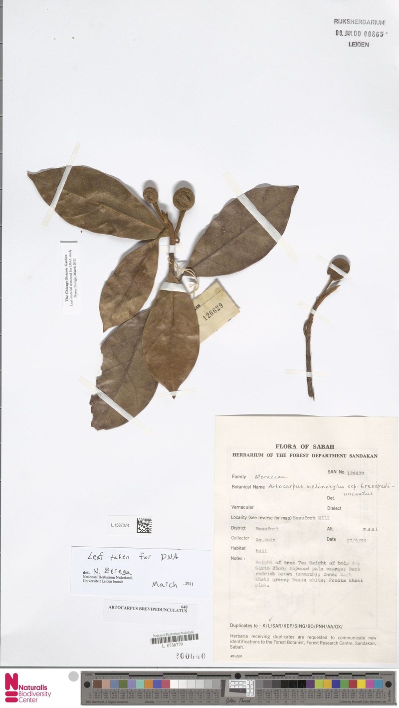 Artocarpus brevipedunculatus photo 6