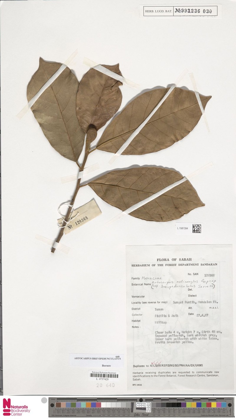Artocarpus brevipedunculatus photo 7