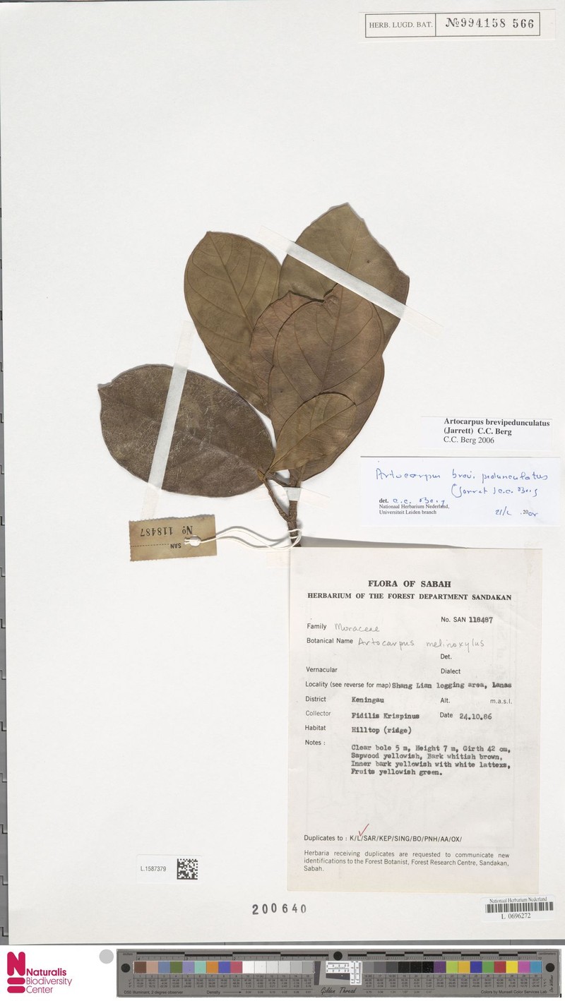Artocarpus brevipedunculatus photo 8