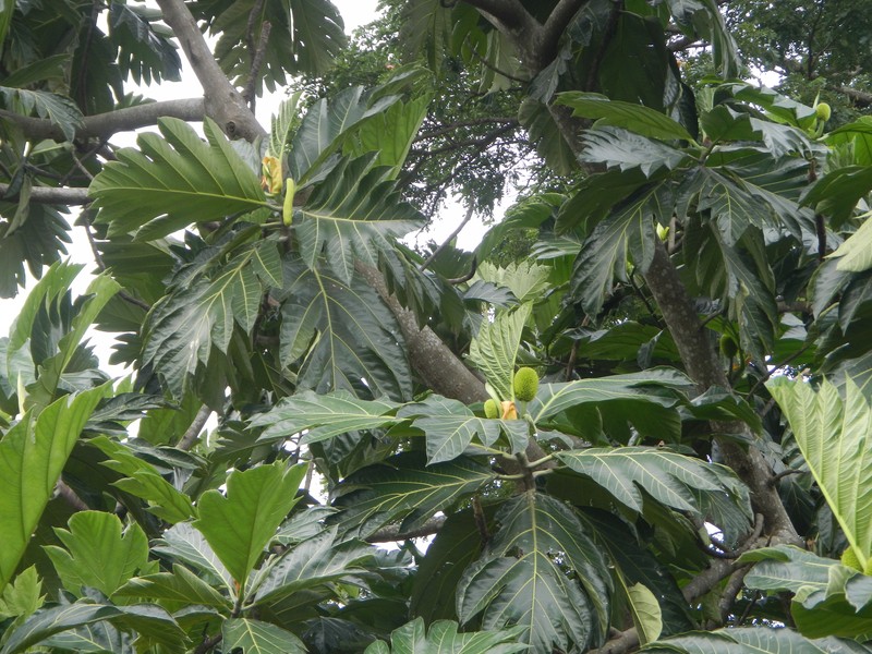 Artocarpus camansi photo 2