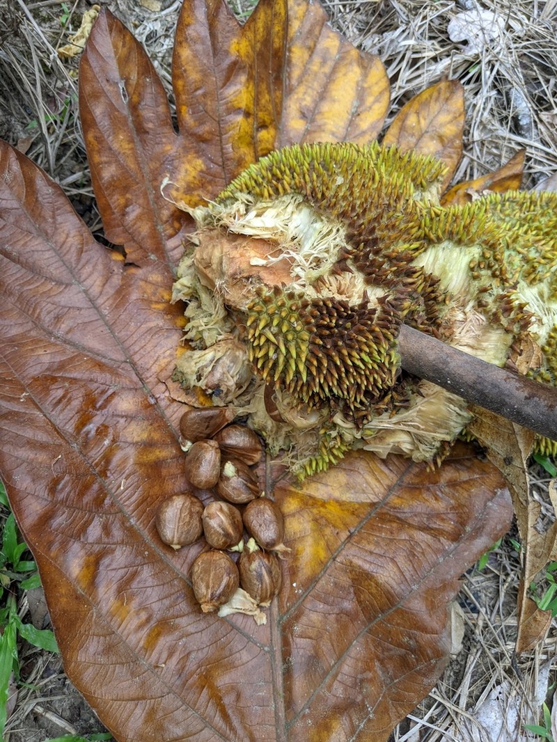 Artocarpus camansi photo 3