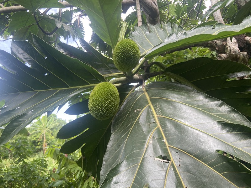 Artocarpus camansi photo 4