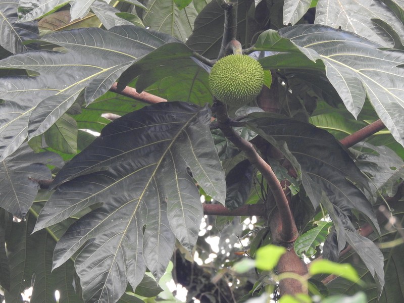 Artocarpus camansi photo 5