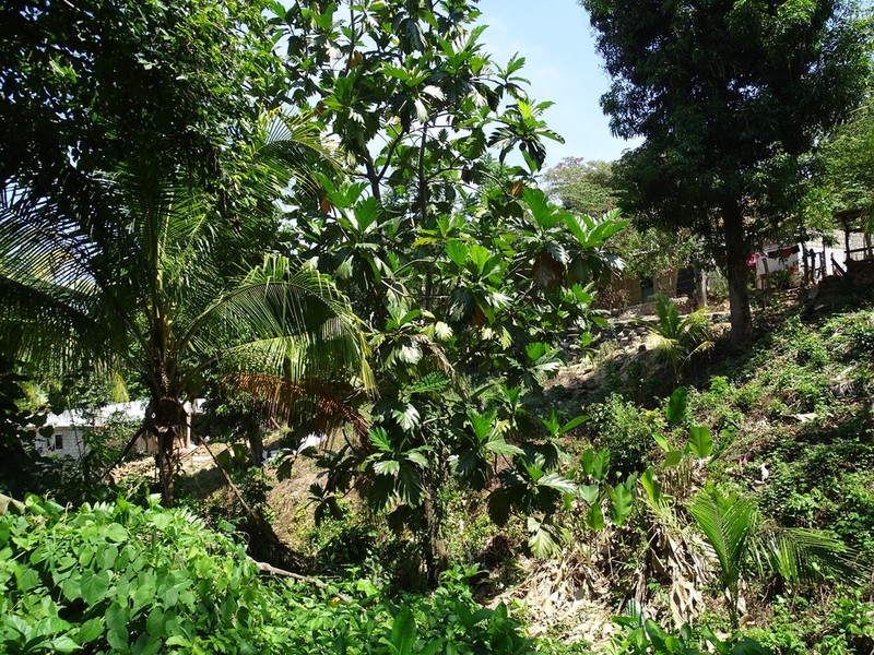 Artocarpus camansi photo 6