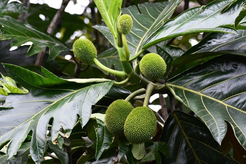 Artocarpus camansi photo 7