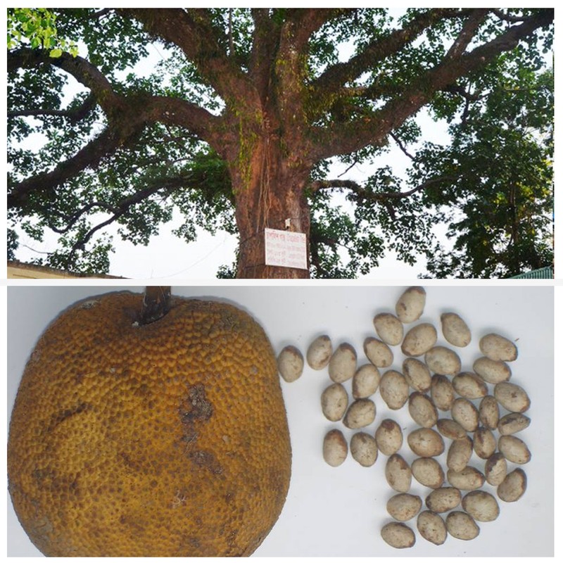 Artocarpus chama