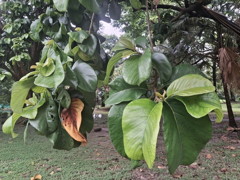 Artocarpus chama photo 2