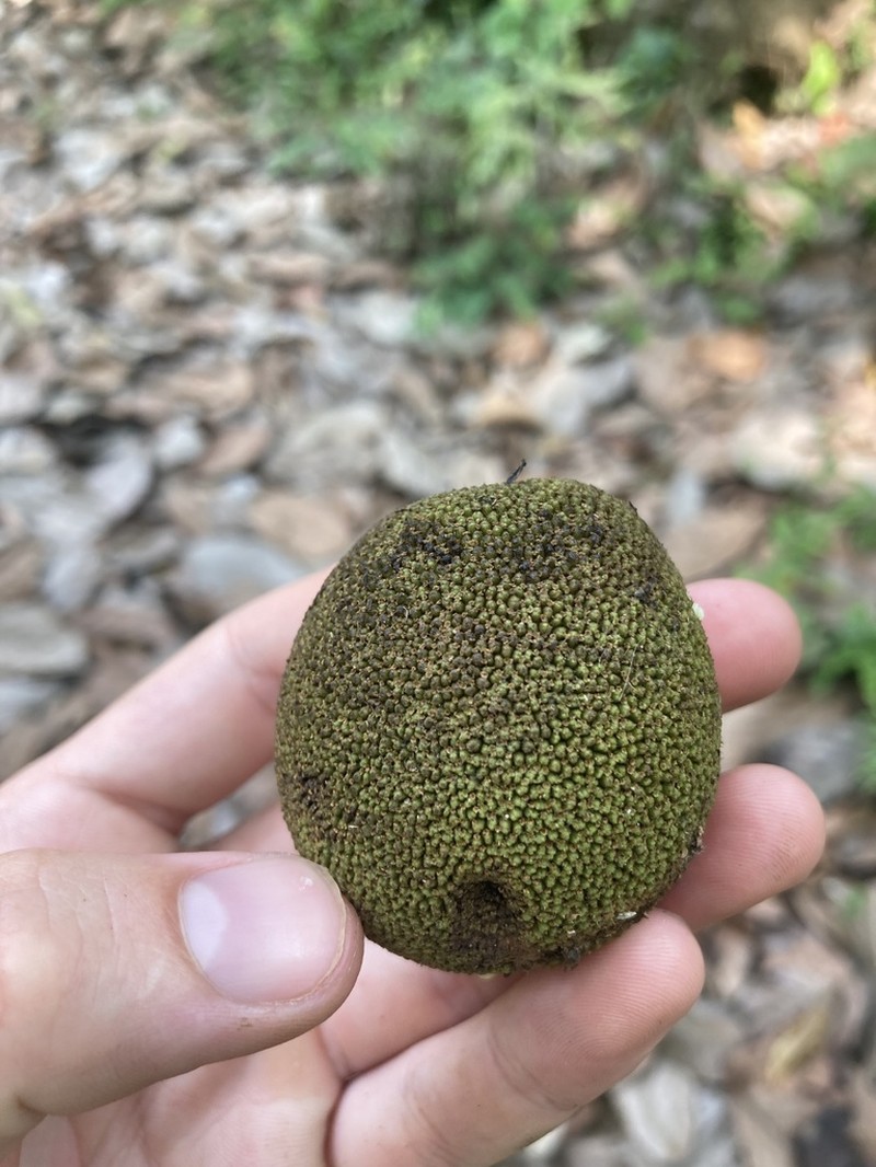 Artocarpus chama photo 3