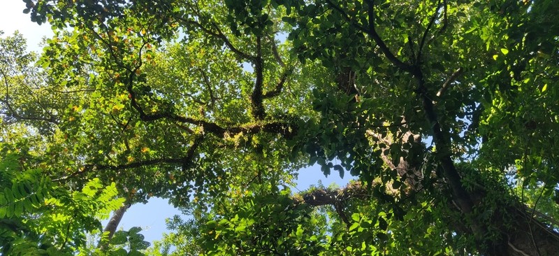 Artocarpus chama photo 4