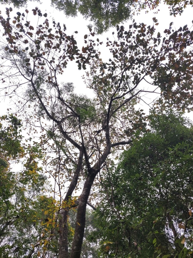 Artocarpus chama photo 5