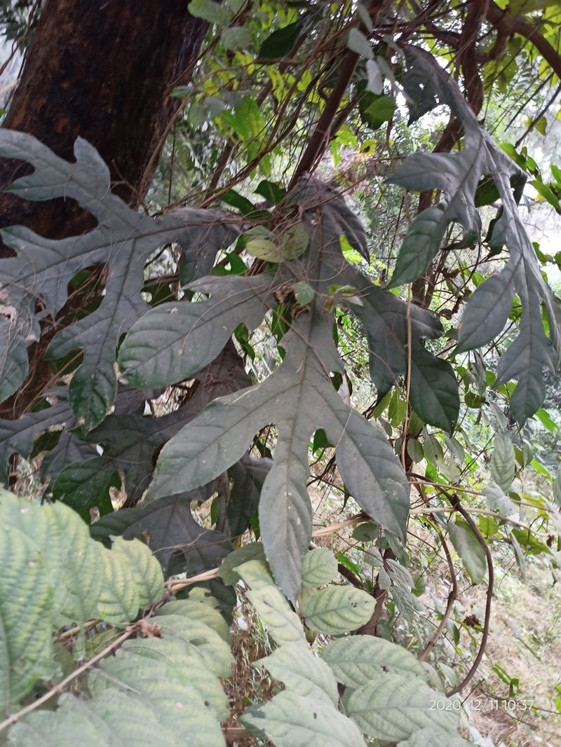 Artocarpus chama photo 6