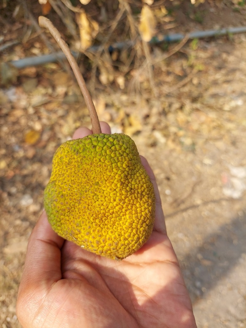 Artocarpus chama photo 8