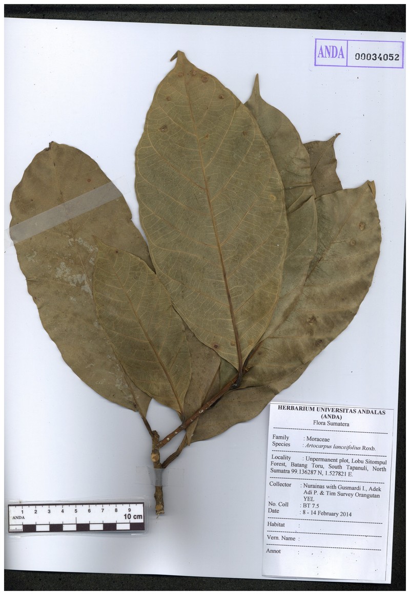 Artocarpus clementis