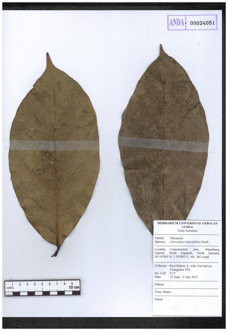 Artocarpus clementis photo 2