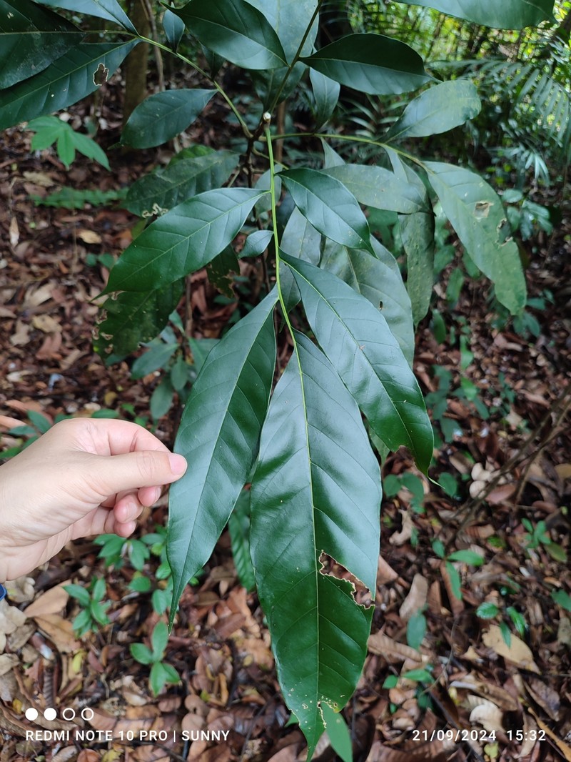 Artocarpus clementis photo 4