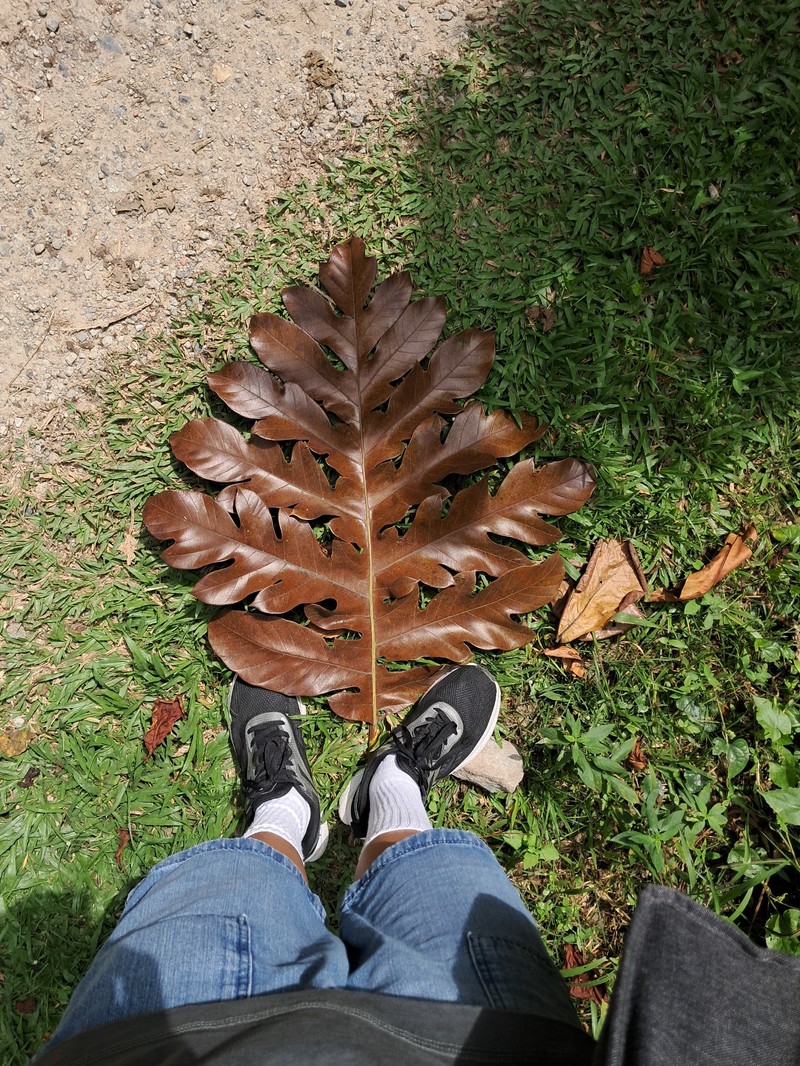 Artocarpus corneri