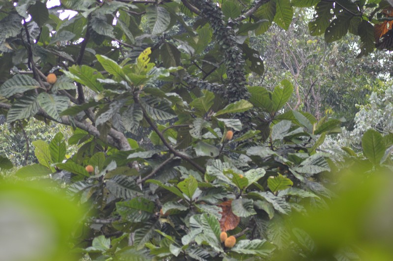 Artocarpus corneri photo 2