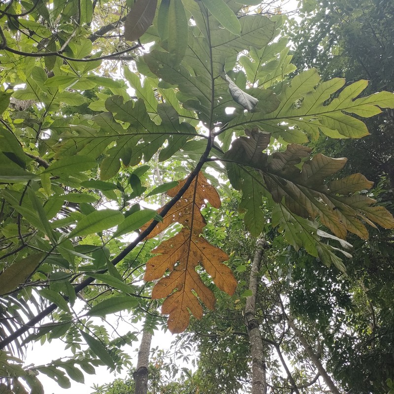 Artocarpus corneri photo 4