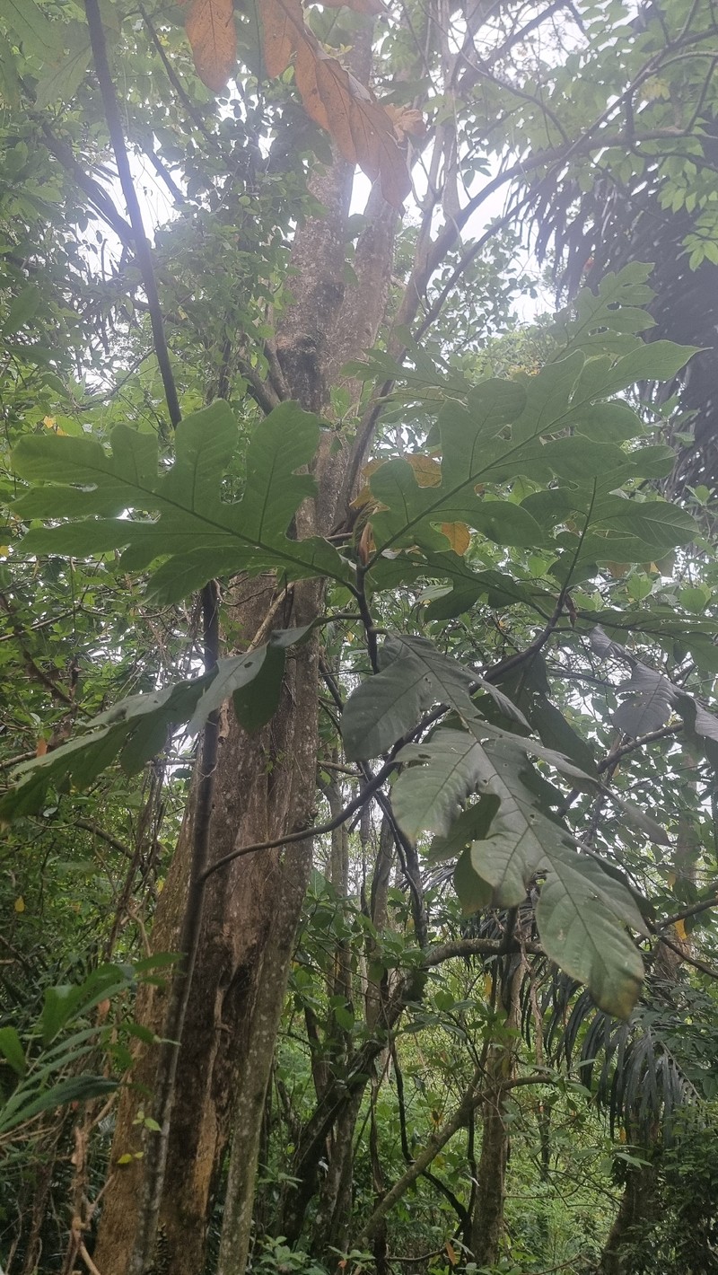 Artocarpus corneri photo 5