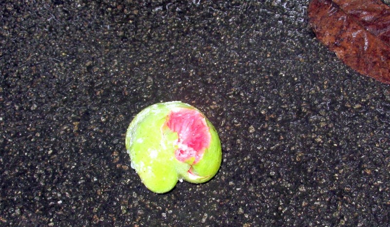 Artocarpus dadah photo 2