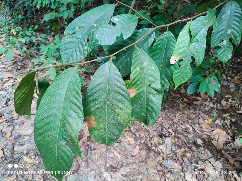 Artocarpus dadah photo 3